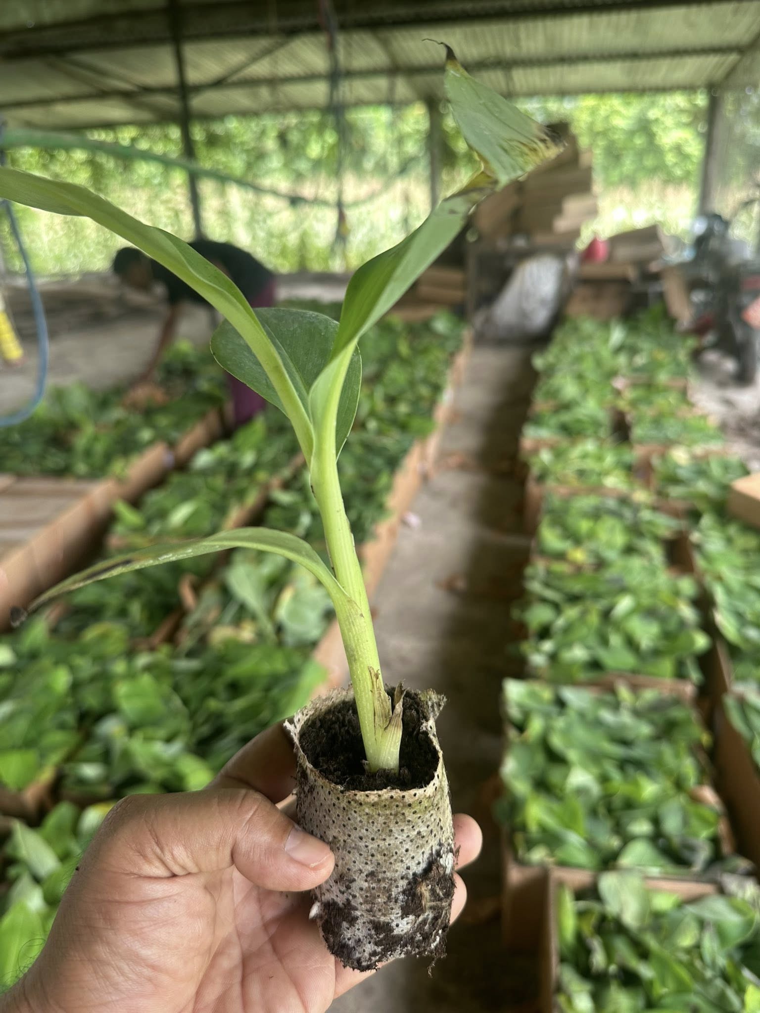 G-9 Banana Plant Arrival in Chitwan