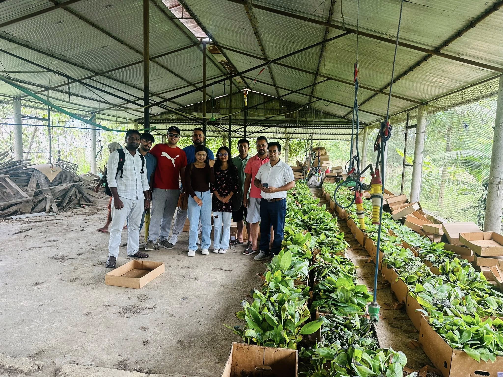 Tissue Cultured G-9 Banana Plants