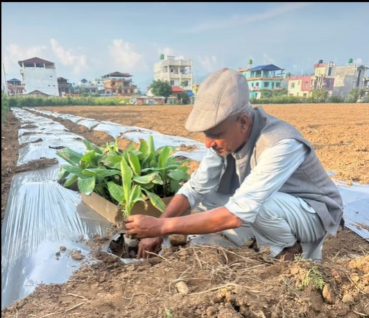 G-9 Banana Plantation Nepal