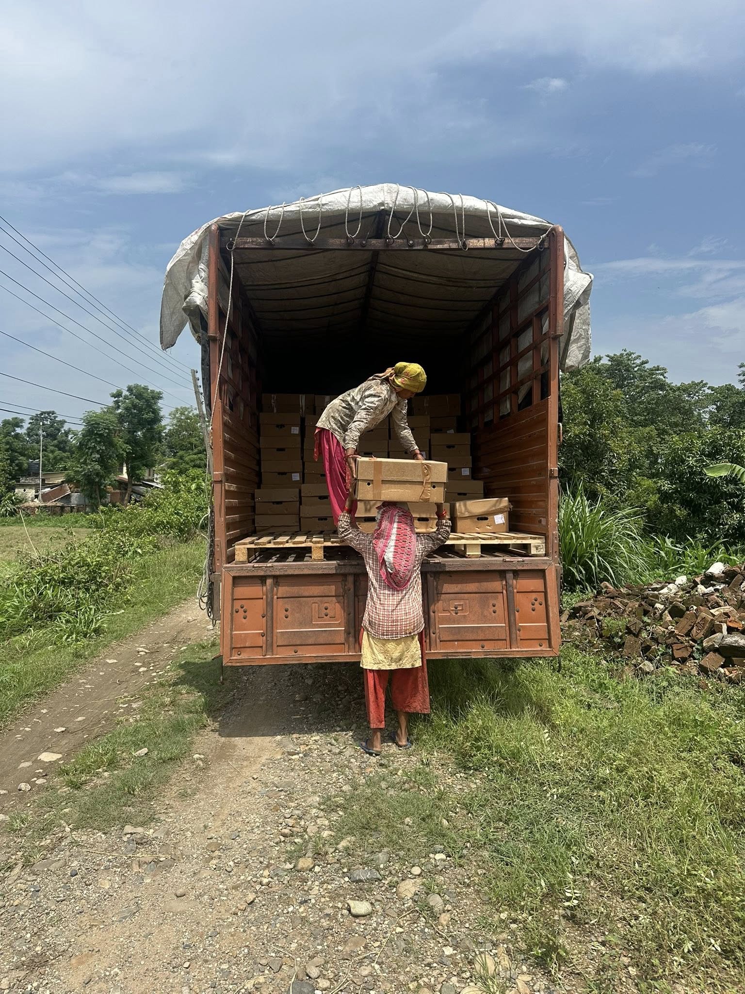 Healthy G-9 Banana Plants