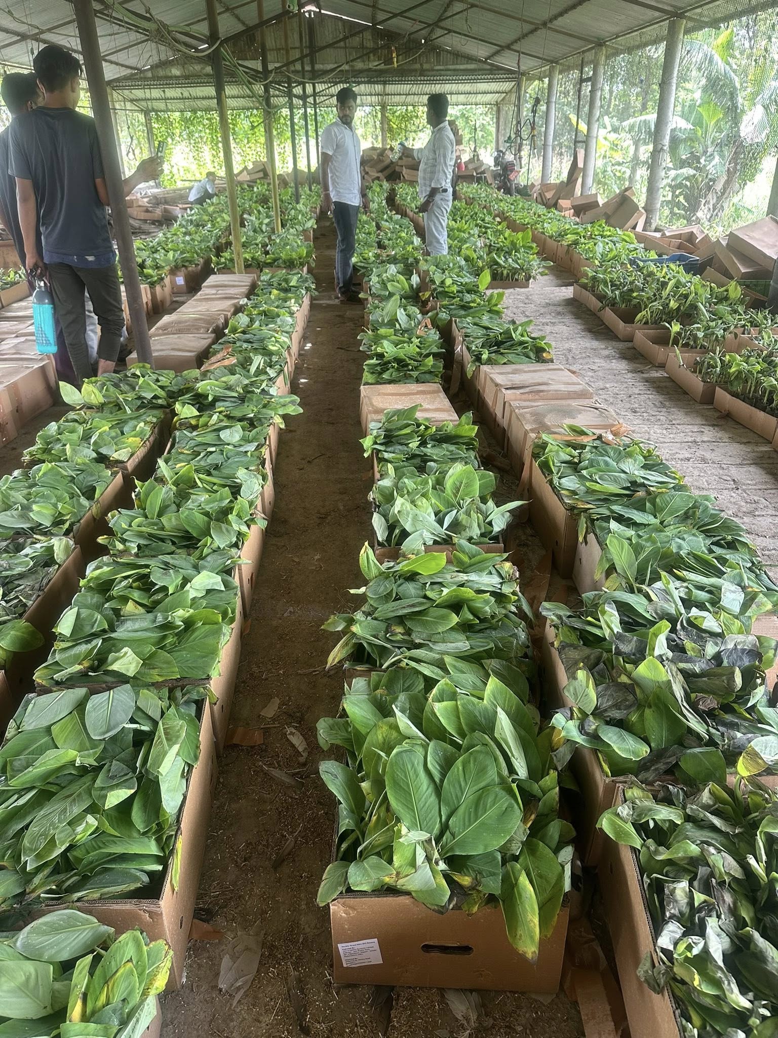 G-9 Banana Plants Ready for Distribution